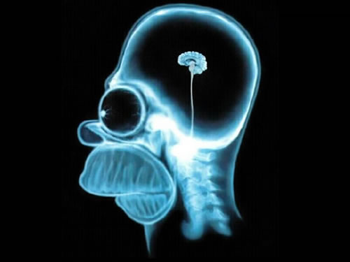 Cervello di Homer - fonte - Internet