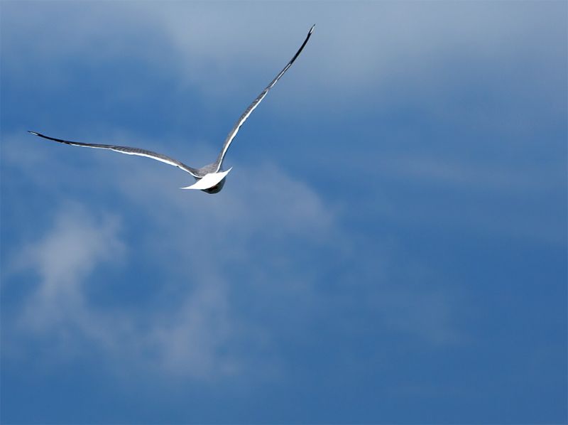 Volo di gabbiano - fonte internet