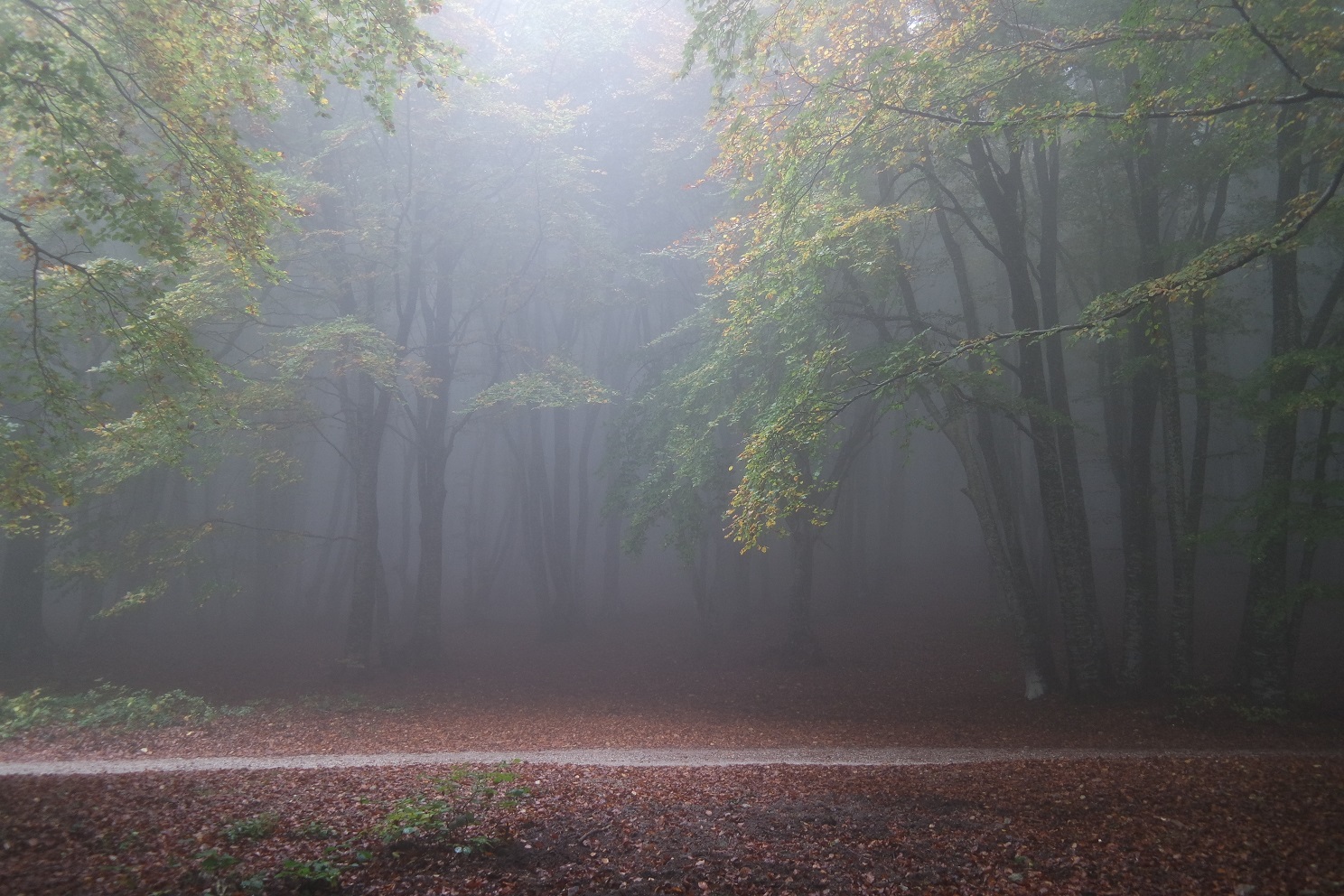 Foresta di faggi con la nebbia - Canfaito - Foto Marco Costarelli