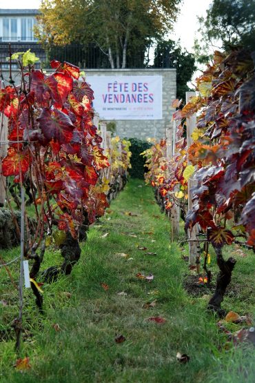Le vigne a Montmartre - I toni rossi delle foglie di Vite