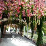 Giardini di Montmartre - Tetto di foglie e colori d'autunno