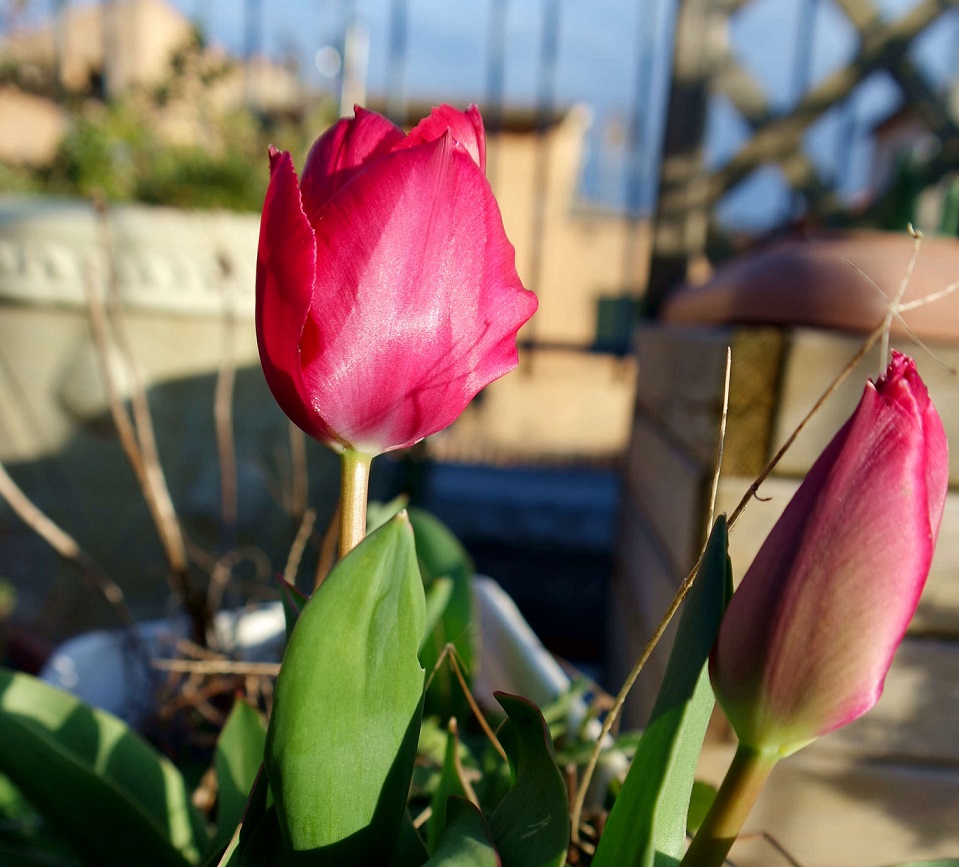 Felicità. I primi tulipani in terrazzo