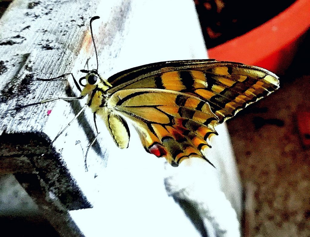 Sogno Coraggio. Questa farfalla l'altro giorno ha spiccato il volo dal terrazzo, ha trovato il coraggio di volare.